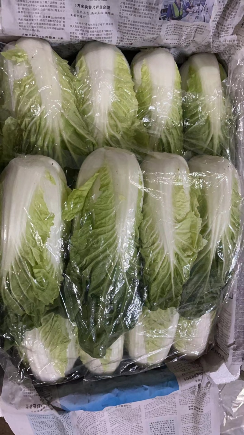 夏黄白菜/基地现货/可按需包装/全国发货/量大从优