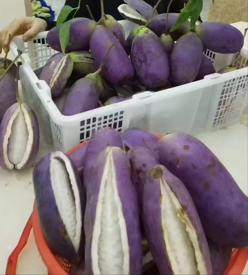 真无籽八月瓜苗中国八月瓜合作社丁社长无籽八月瓜苗