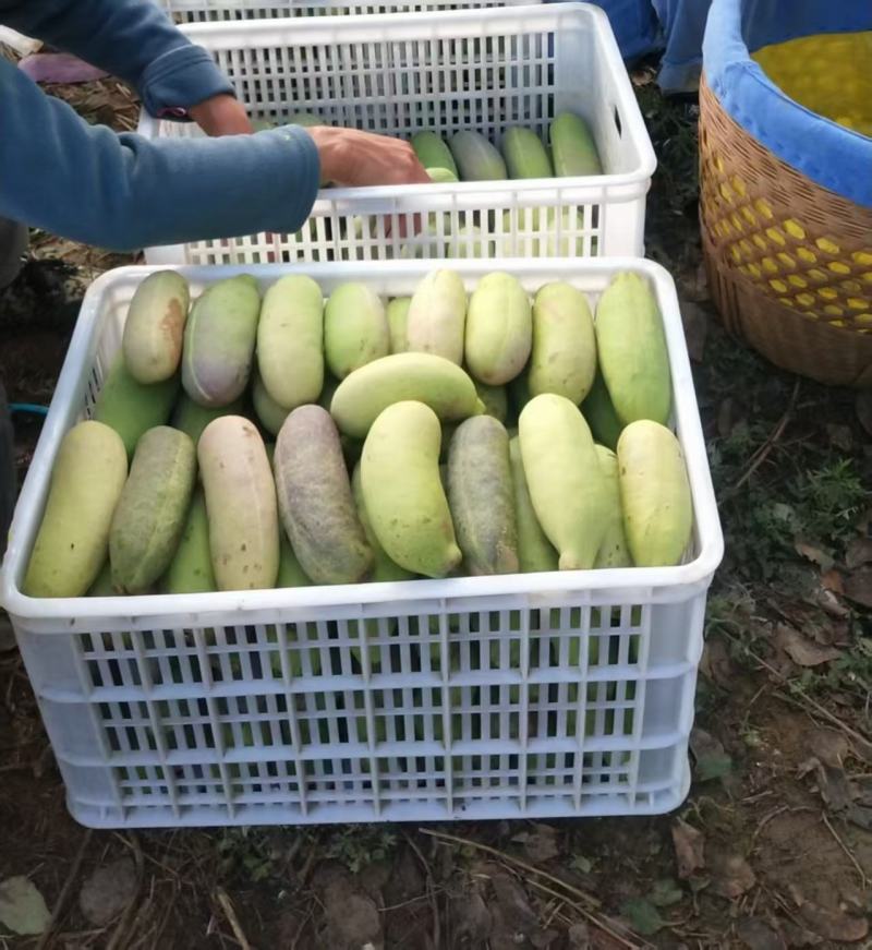 真无籽八月瓜苗中国八月瓜合作社丁社长无籽八月瓜苗