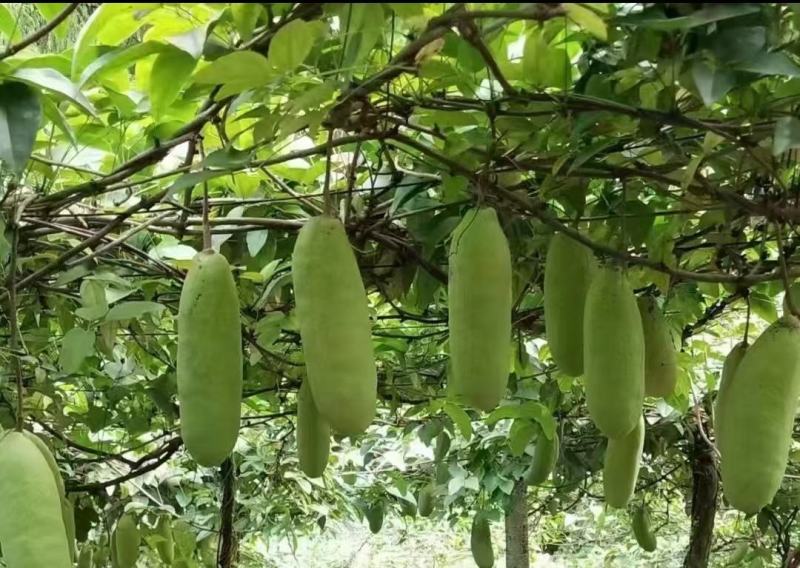 真无籽八月瓜苗中国八月瓜合作社丁社长无籽八月瓜苗