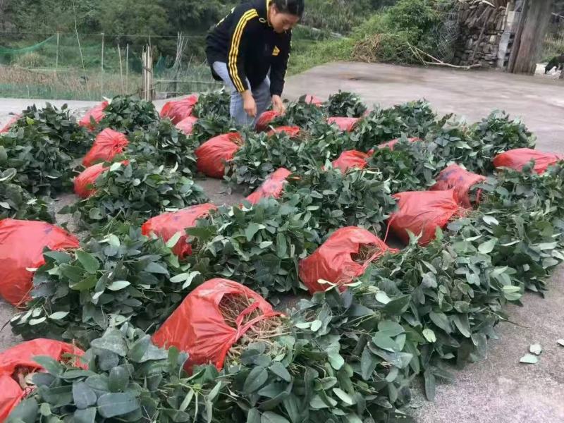真无籽八月瓜苗中国八月瓜合作社丁社长无籽八月瓜苗