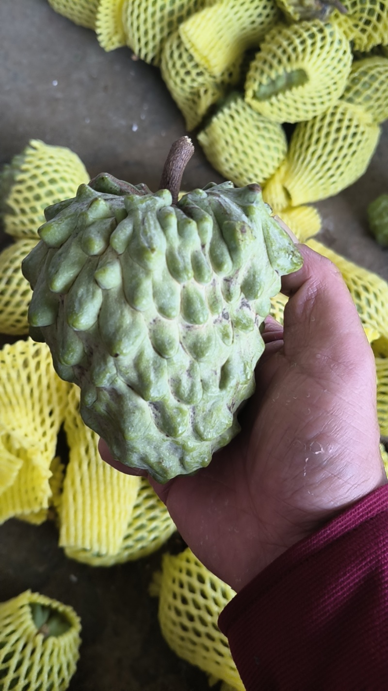 牛奶凤梨释迦果新鲜水果佛头果当季释迦摩尼果番荔枝大果整箱
