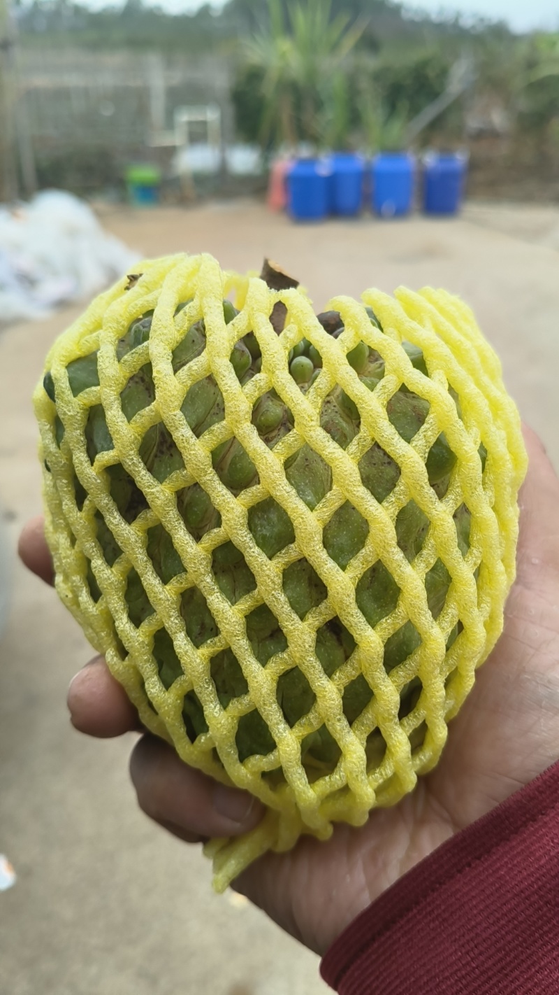 牛奶凤梨释迦果新鲜水果佛头果当季释迦摩尼果番荔枝大果整箱