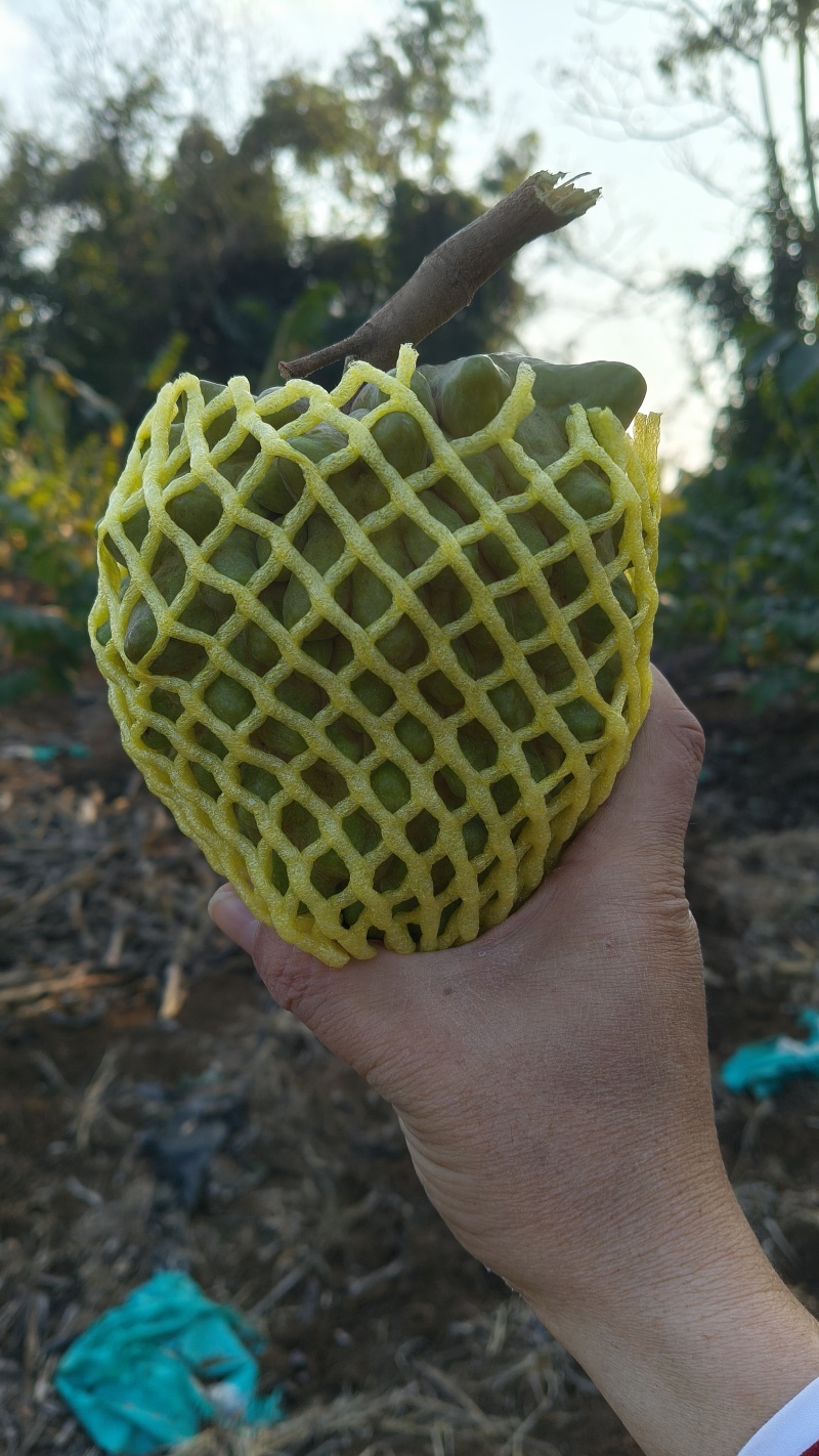 牛奶凤梨释迦果新鲜水果佛头果当季释迦摩尼果番荔枝大果整箱
