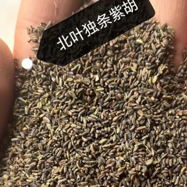 北叶柴胡种子