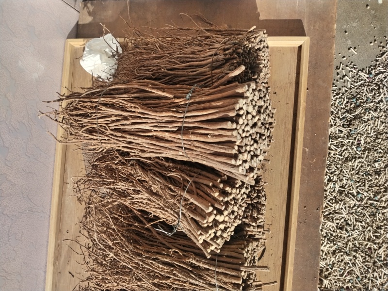 北叶柴胡种子