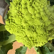 《宝塔花》基地现货/可按需包装/全国发货/量大从优