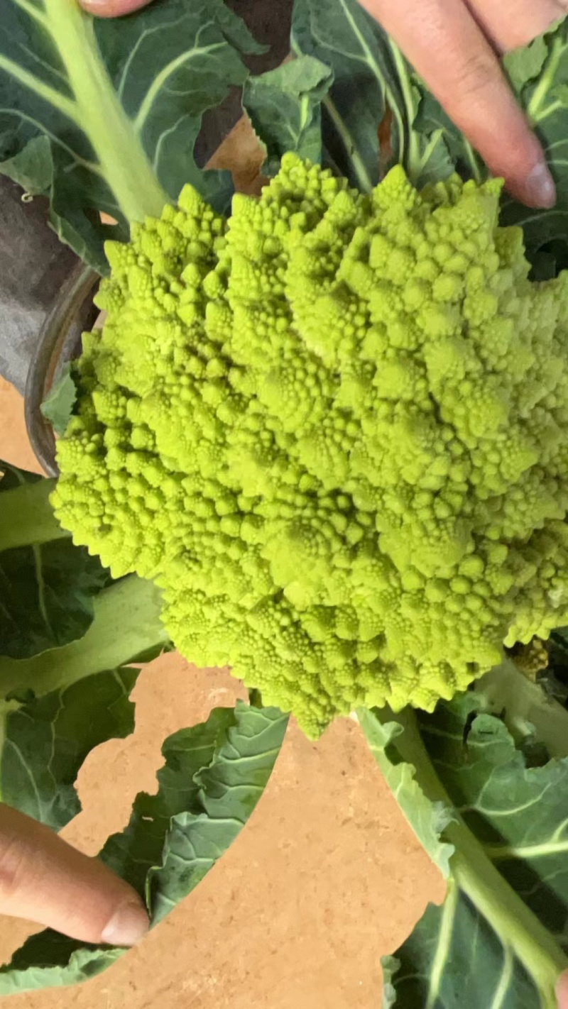 《宝塔花》基地现货/可按需包装/全国发货/量大从优