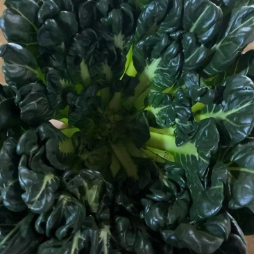 《菊花菜》基地现货/可按需包装/全国发货/量大从优