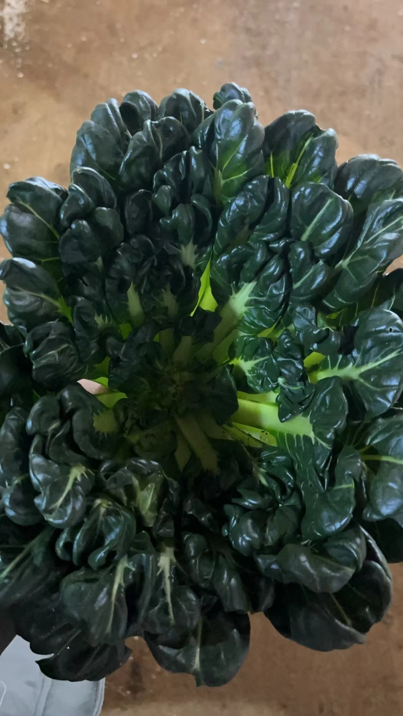 《菊花菜》基地现货/可按需包装/全国发货/量大从优