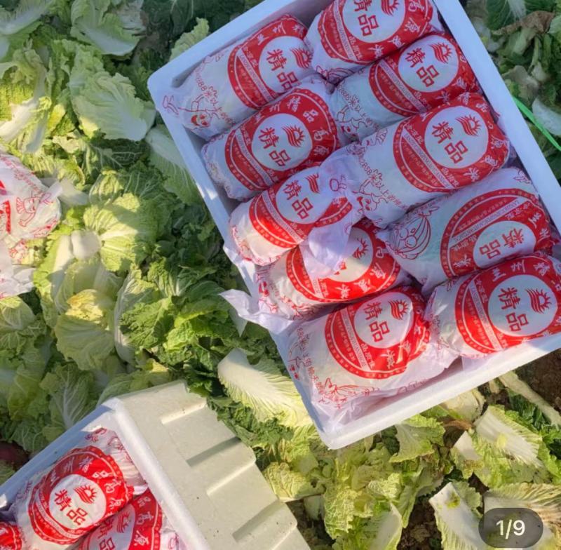 云南精品小娃娃菜高山娃娃菜富硒娃娃菜按需包装大量上市