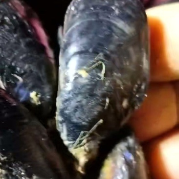 山东日照码头一手货源海虹大量上市，货源充足，需要的老板们