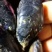 山东日照码头一手货源海虹大量上市，货源充足，需要的老板们