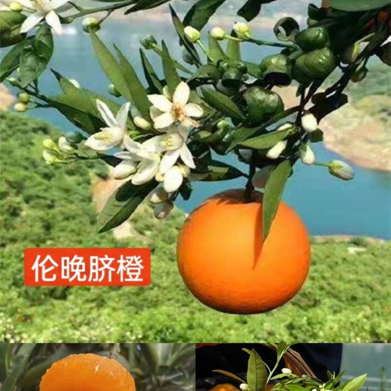 秭归伦晚脐橙纯甜爆汁产地一手货源看园采果坏果包赔诚信