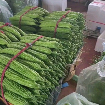 精品新苗苦瓜大量上市中，色泽鲜绿齐定，产地直供