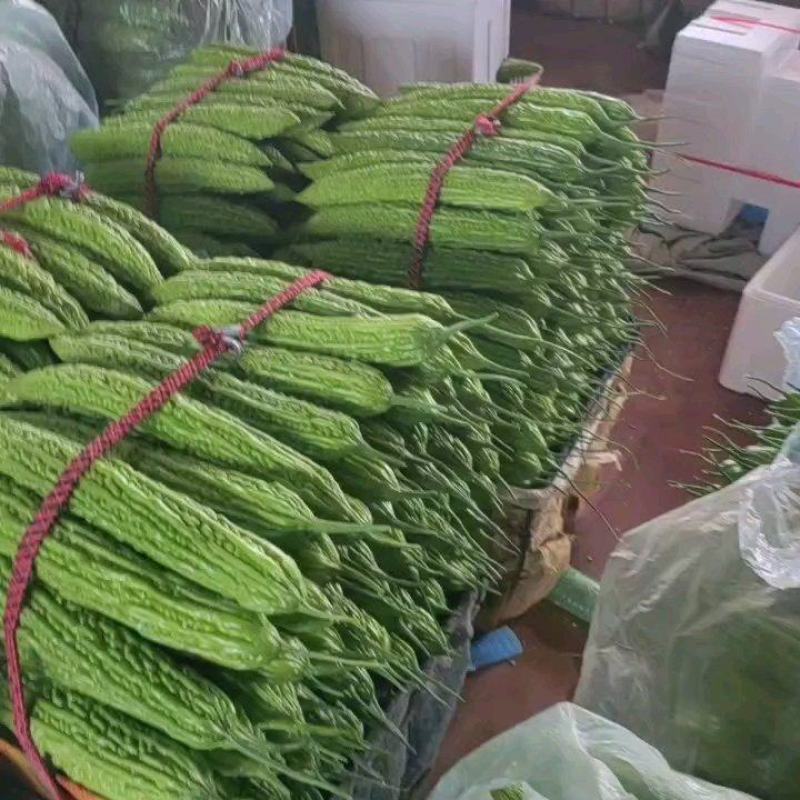 精品新苗苦瓜大量上市中，色泽鲜绿齐定，产地直供