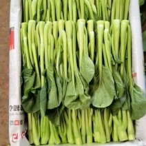 云南精品圆叶菜心菜苔大量上市了欢迎新老客户购买