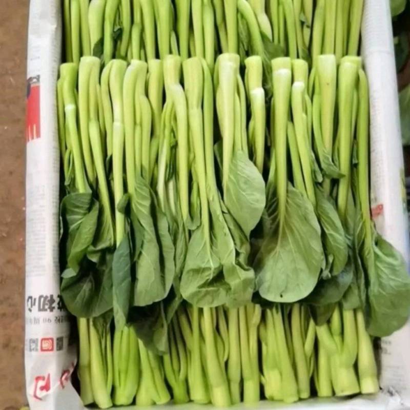 云南精品菜心