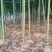 雷竹冬笋