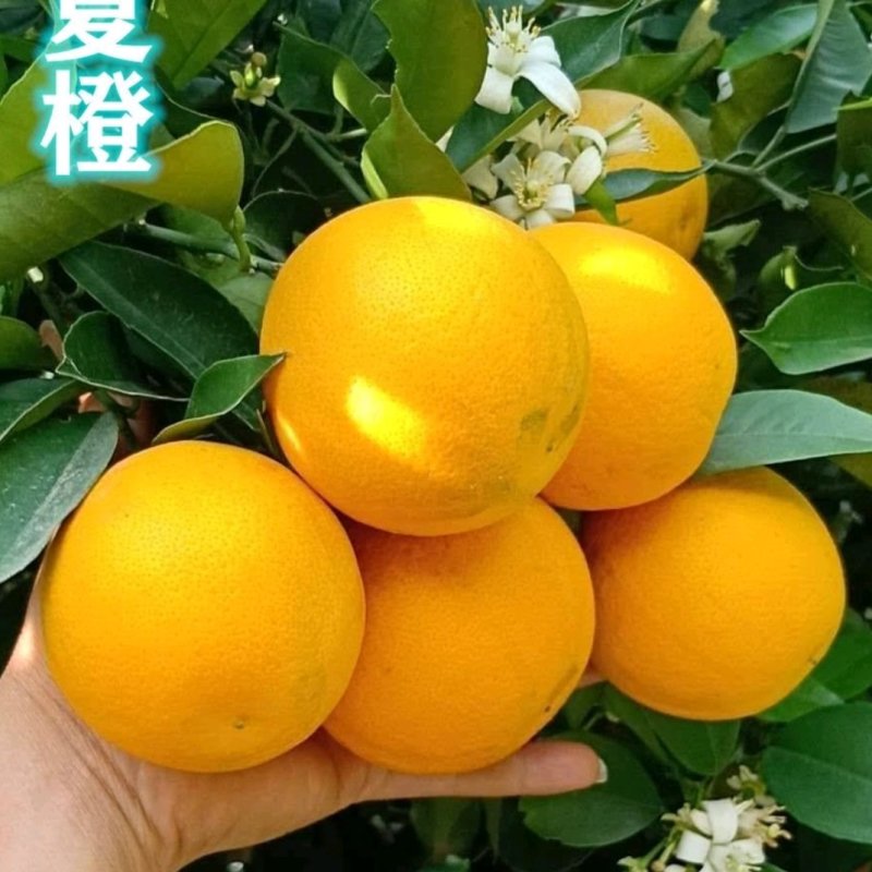 秭归夏橙基地一手货源看园采果坏果包赔电商批发商超出口外贸