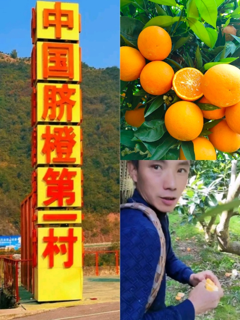 秭归夏橙基地一手货源看园采果坏果包赔电商批发商超出口外贸