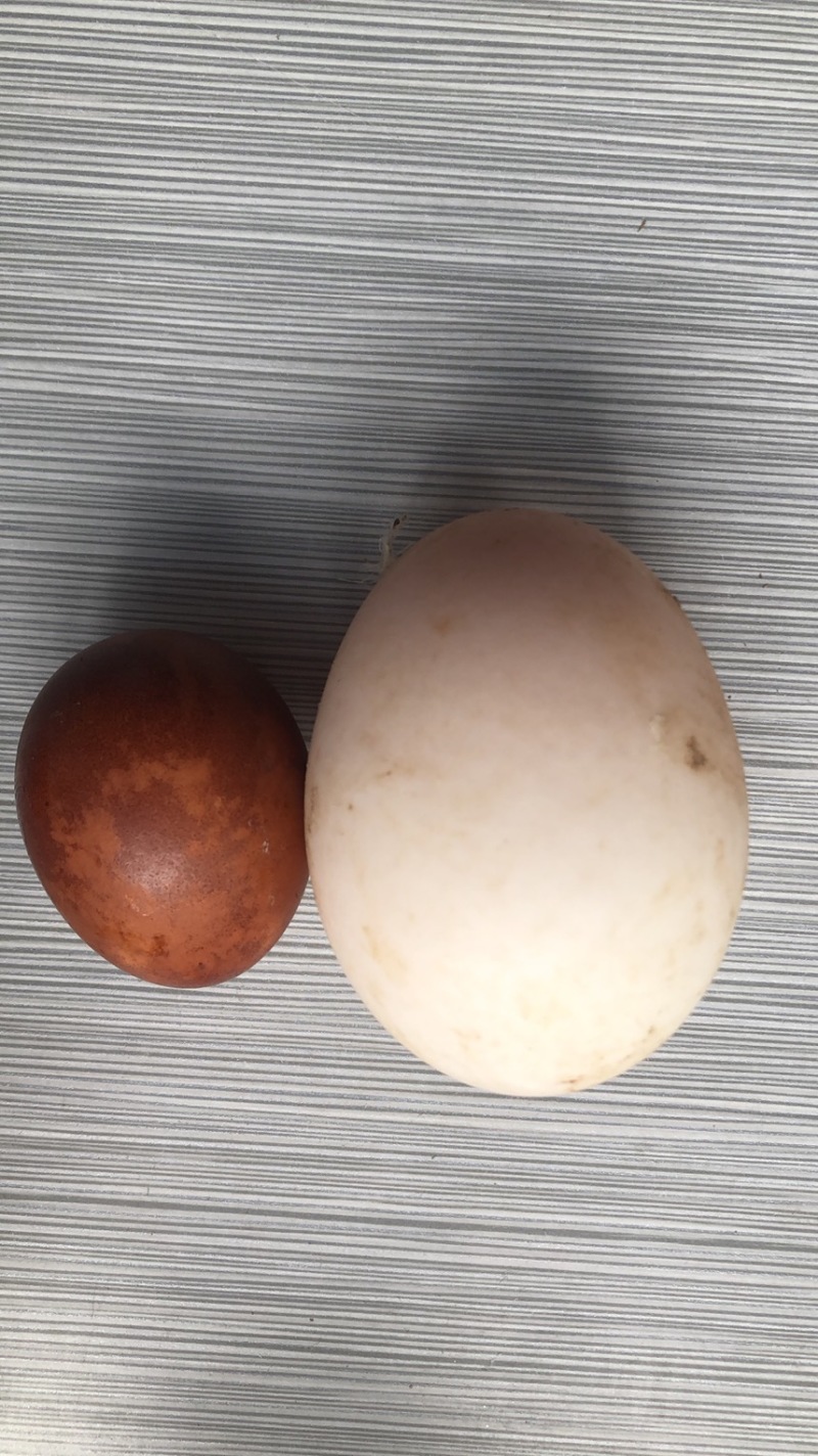 白皮鸭蛋.头照蛋.鲜蛋.水洗蛋.双黄蛋.70克到140克