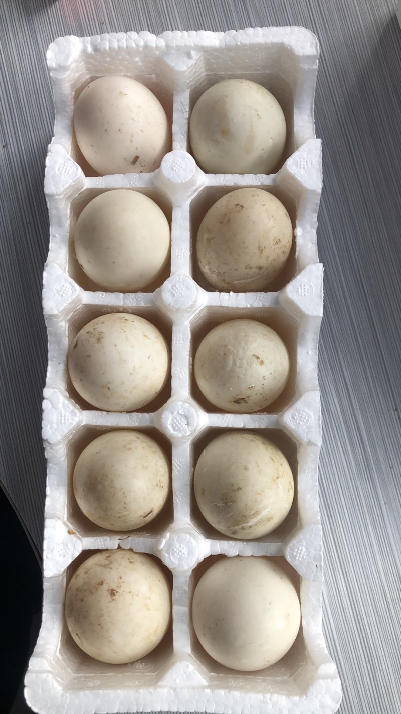 白皮鸭蛋.头照蛋.鲜蛋.水洗蛋.双黄蛋.70克到140克