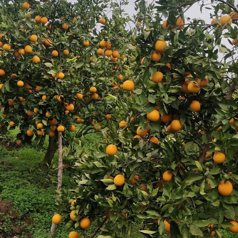 江永夏橙大量上市，货源充足，有市场果、电商果，应有尽有