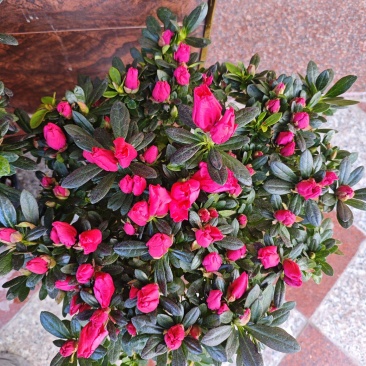 杜鹃花四季开花盆栽室内室外阳台庭院观赏花苗绿植花卉植物包