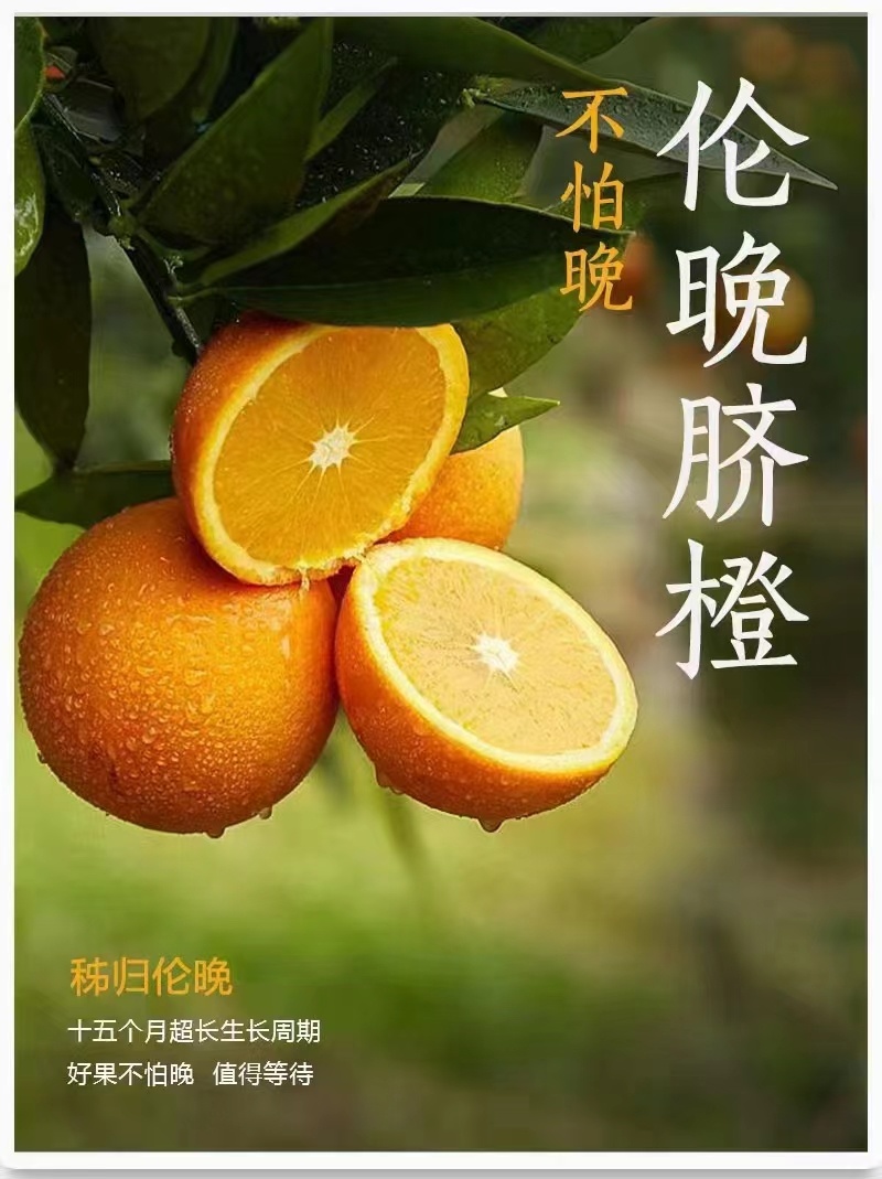秭归伦晚脐橙纯甜化渣产区一手货源看园采果坏果包赔诚信合作