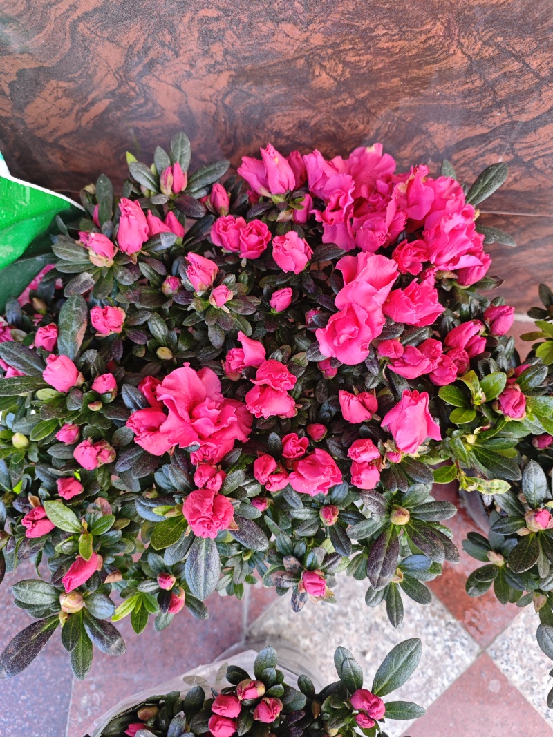 杜鹃花四季开花盆栽室内室外阳台庭院观赏花苗绿植花卉植物包