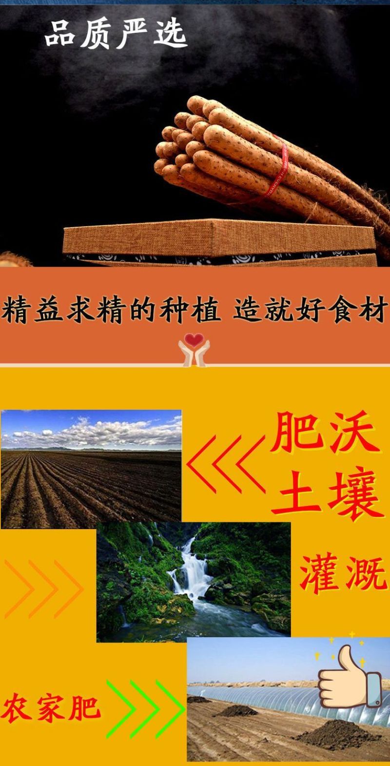 新鲜现挖正宗铁棍山药5斤批发小白嘴淮铁杆软糯面山药蔬菜
