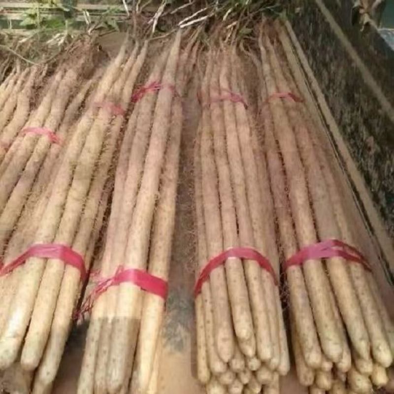 新鲜现挖正宗铁棍山药5斤批发小白嘴淮铁杆软糯面山药蔬菜