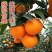 秭归伦晚脐橙纯甜化渣产区一手货源看园采果坏果包赔诚信合作