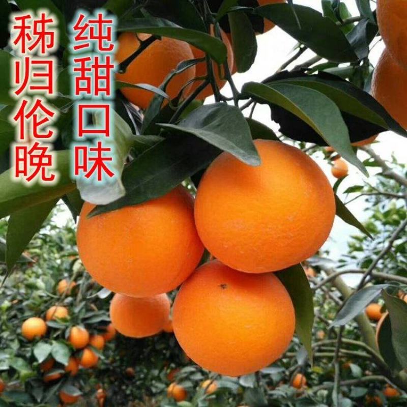 秭归伦晚脐橙纯甜化渣产区一手货源看园采果坏果包赔诚信合作
