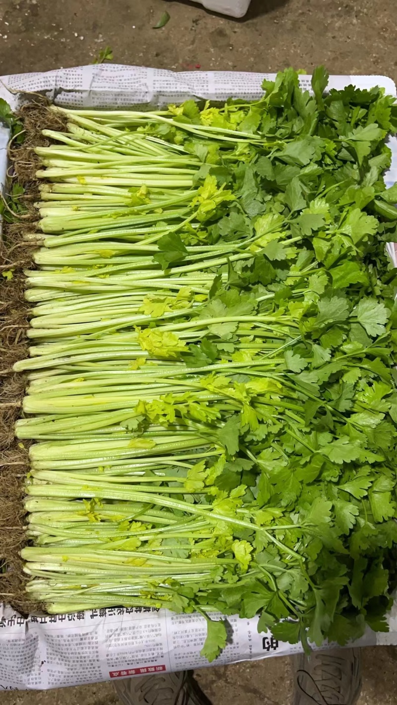 云南黄芹香芹品种可选可配，云南货共51个包含四大金刚