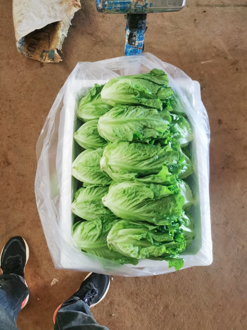 云南意大利生菜/基地现货/可按需包装/全国发货/量大从优