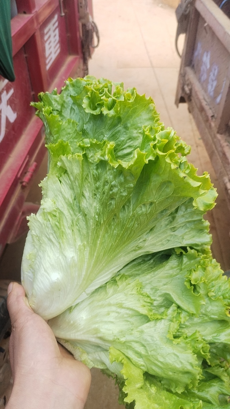 云南意大利生菜/基地现货/可按需包装/全国发货/量大从优