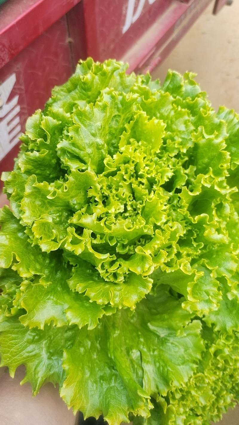 云南意大利生菜/基地现货/可按需包装/全国发货/量大从优