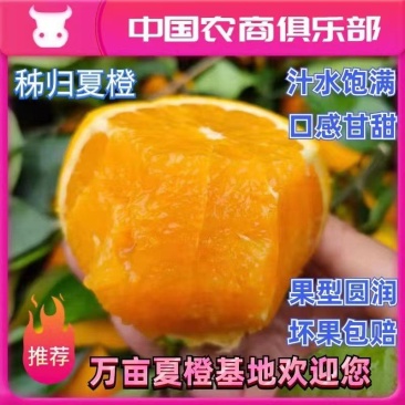 秭归夏橙香甜多汁电商批发商超出口外贸一手货源看园采果