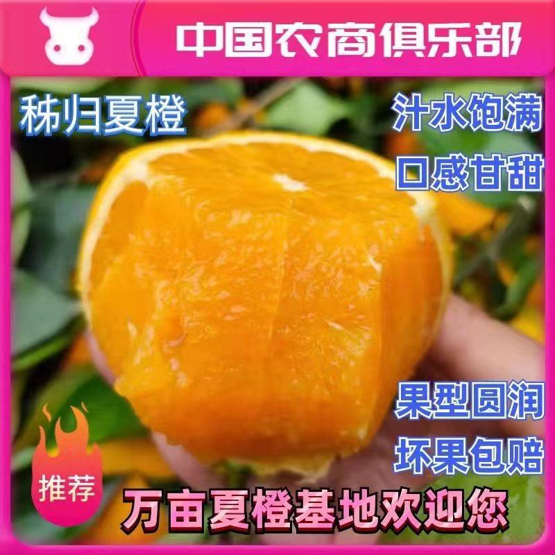 秭归夏橙香甜多汁电商批发商超出口外贸一手货源看园采果