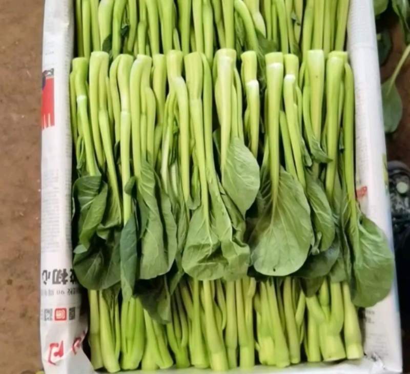 云南精品菜心