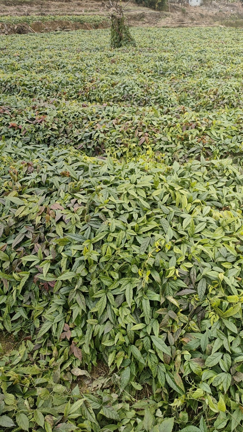 果苗