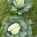 小甘蓝（脆甜包菜）