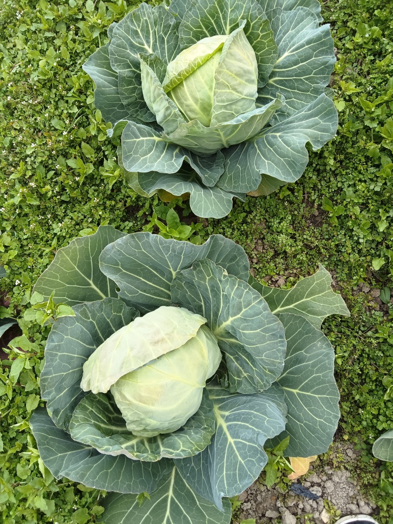 小甘蓝（脆甜包菜）