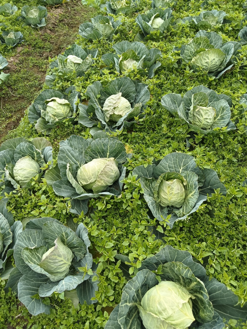 小甘蓝（脆甜包菜）