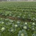 小甘蓝（脆甜包菜）