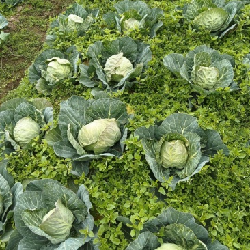 小甘蓝（脆甜包菜）