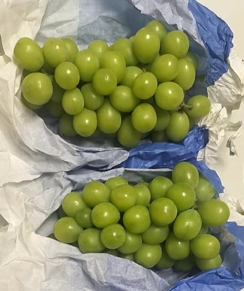 秋满园阳光玫瑰葡萄