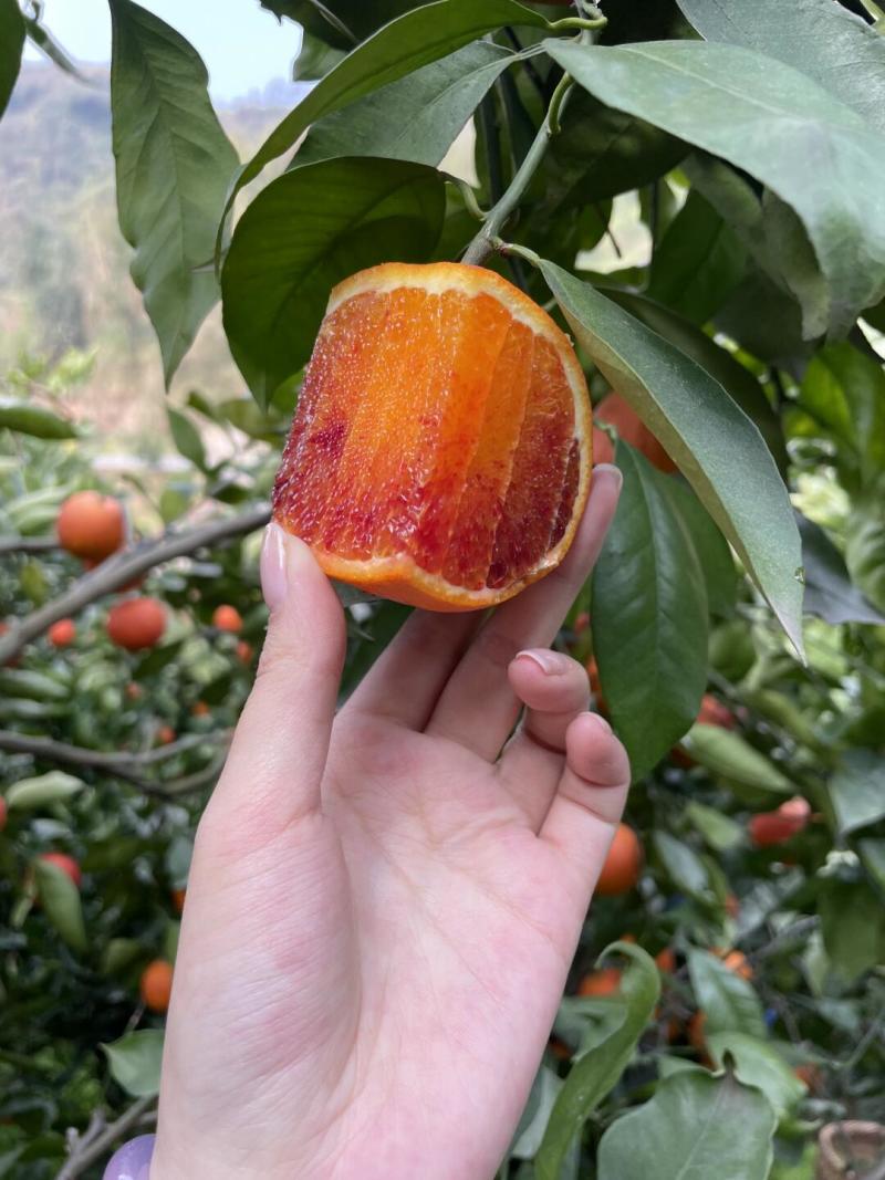 精品塔罗科血橙